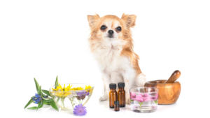 Essential Oils for Pets